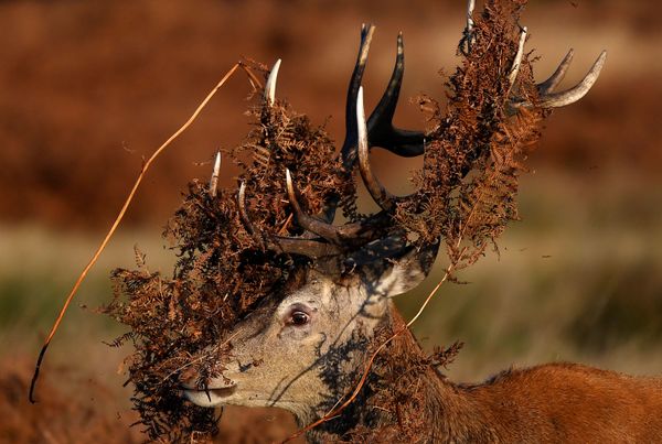 This Week in Pictures: 9-15 November - Sputnik International