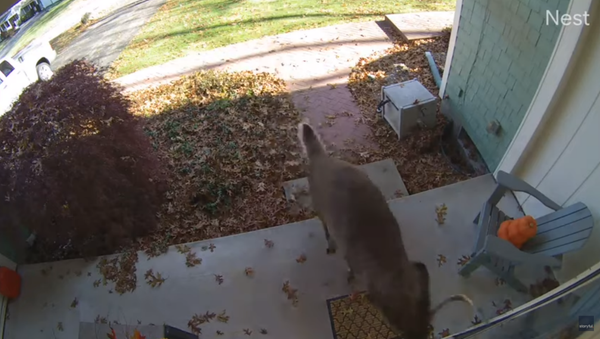 Deer Smashes US Man’s Glass Door to Pieces - Sputnik International