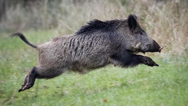 Wild Boar - Sputnik International