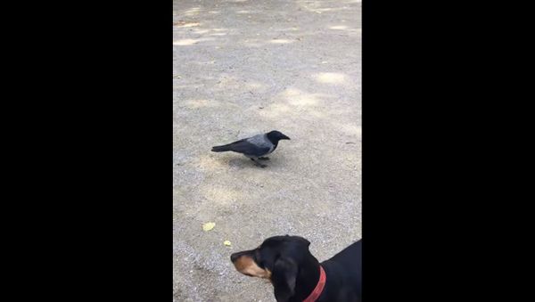Crow and Dachshund  - Sputnik International