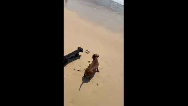 Dachshunds Dig Up Angry Crustacean - Sputnik International
