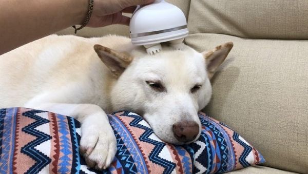 Dog - Sputnik International