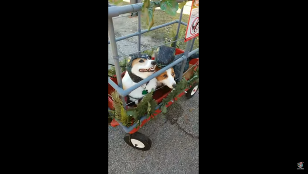 Texan Corgis Don ‘Jurassic Park’-Themed Costumes for Annual Roundup - Sputnik International
