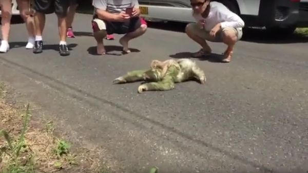 Mom Sloth crossing a street with her baby on the back - Sputnik International
