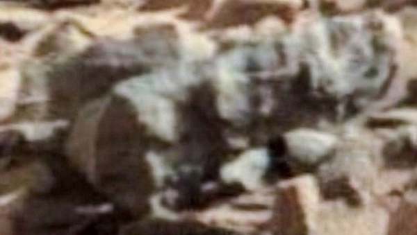 Insects on Mars - Sputnik International