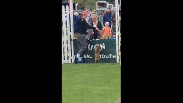 Toy Dog Wins Over Crowd Despite Failed Stint at High-Jump Contest - Sputnik International