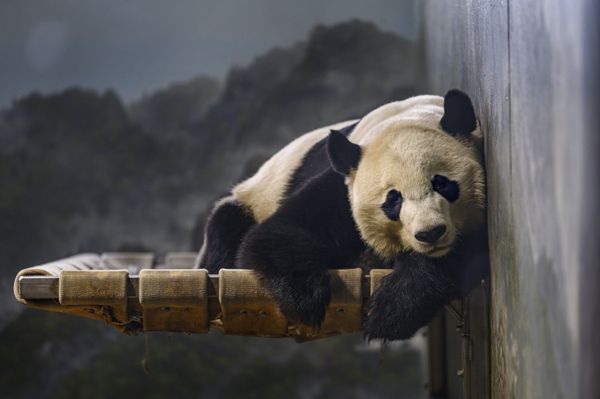 This Week in Pictures: 16-22 November This Week in Pictures: 16-22 November - Sputnik International