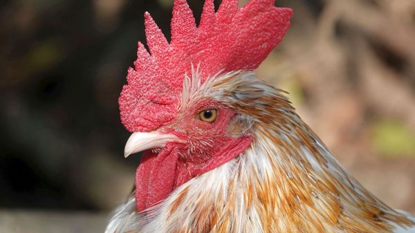 Rooster - Sputnik International