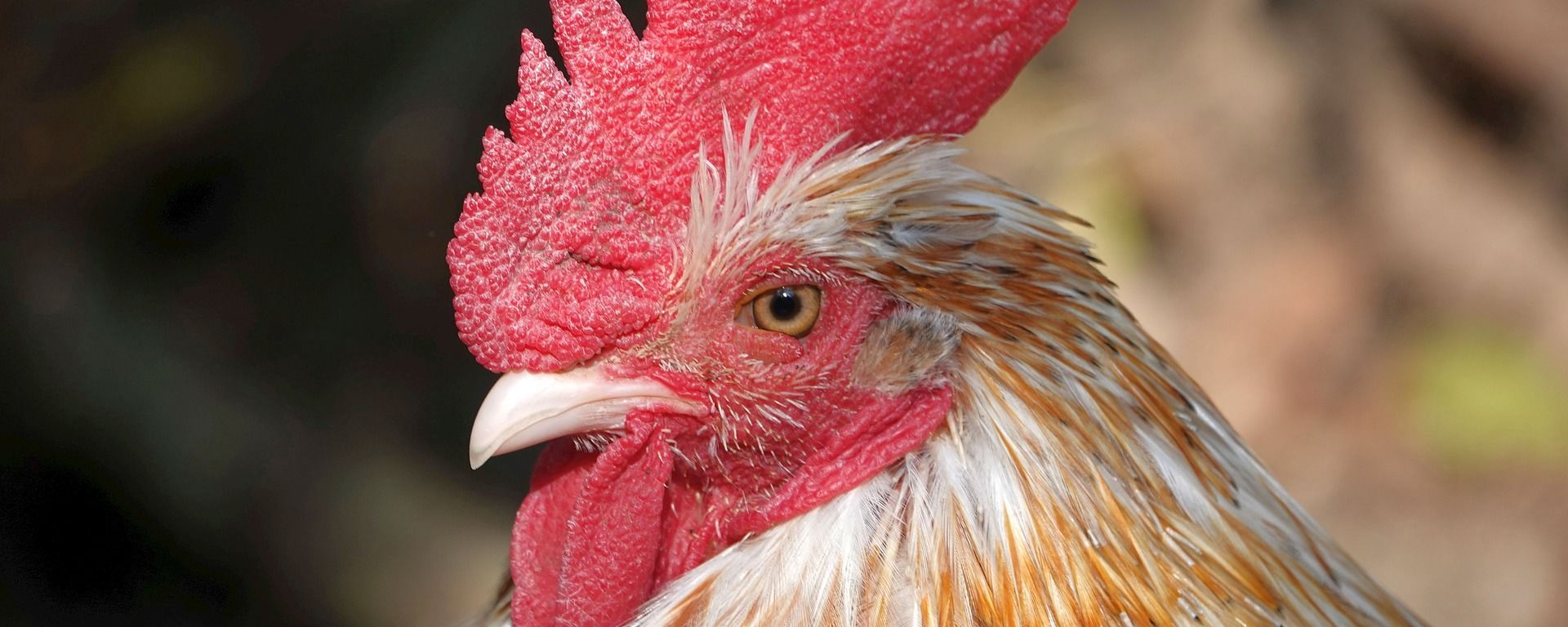 Rooster - Sputnik International, 1920, 19.09.2023