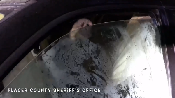 Hungry Bear Sneaks Into Car in California - Sputnik International