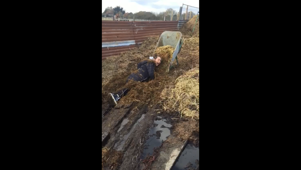UK Farm Helper Ends Up Covered in Manure After Losing Footing - Sputnik International
