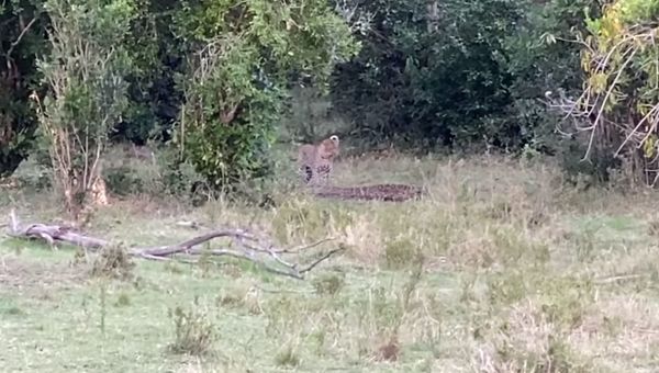 Leopard and Python - Sputnik International