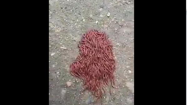 ‘Together Like One’: Clew of Worms Creep Together in Terrifying View - Sputnik International