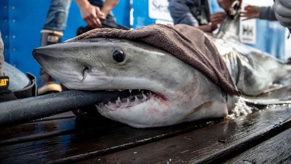 Brunswick the Shark - Sputnik International