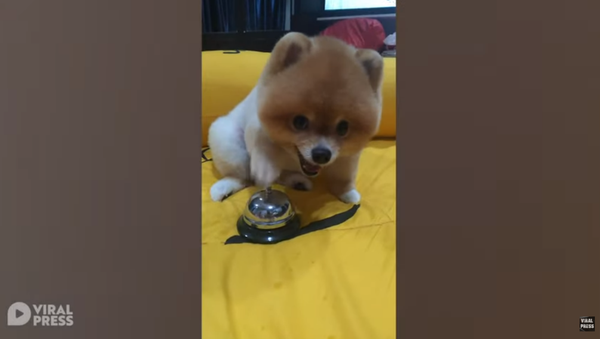 Bossy Pomeranian Rings Bell for Food - Sputnik International