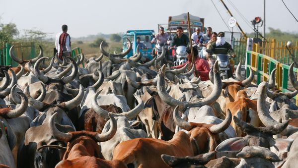 Cows  - Sputnik International