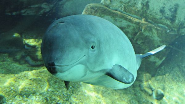 Harbour porpoise (Phocoena phocoena)  - Sputnik International