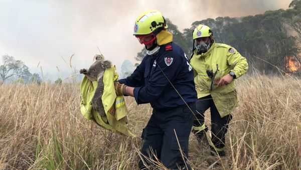 Fire and Rescue NSW team rescue a Koala from fire in Jacky Bulbin Flat, New South Wales, Australia November 21, 2019 - Sputnik International