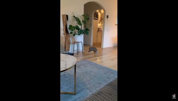 Dutch Kitty Slips, Slides on Recently Mopped Floor - Sputnik International
