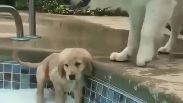Dogs - Sputnik International