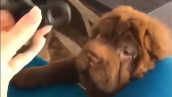 Dog and fidget spinner - Sputnik International