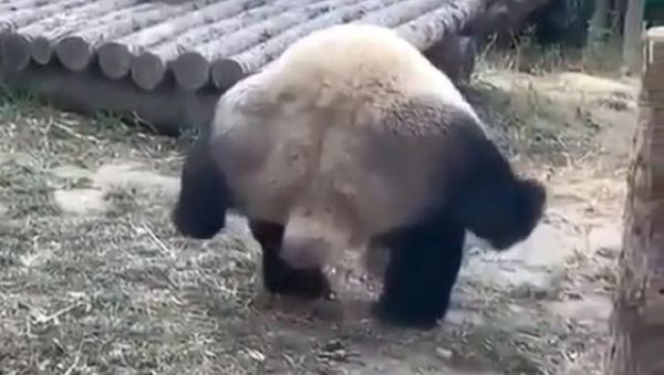 Panda - Sputnik International