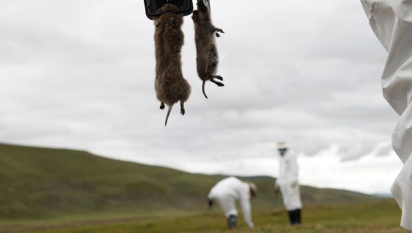 A member of the plague prevention team under a local disease control and prevention centre holds rodents on a grassland in Serxu county, Garze Tibetan Autonomous Prefecture, Sichuan province, China August 28, 2019 - Sputnik International