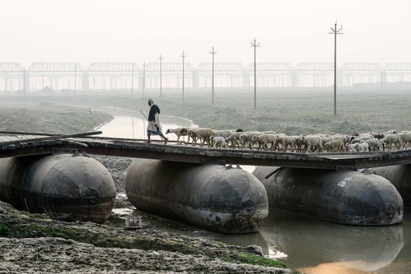 A shepherd leads a flock of sheep over a pontoon bridge in Allahabad on 26 November 2019. A shepherd leads a flock of sheep over a pontoon bridge in Allahabad on 26 November 2019. - Sputnik International