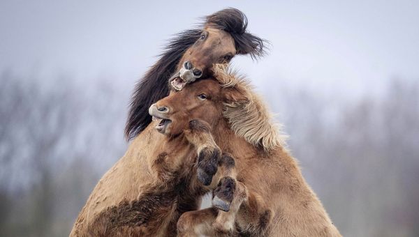 Two Iceland stallions play in a paddock of a stud in Wehrheim near Frankfurt, Germany, Friday, Nov. 22, 2019 - Sputnik International