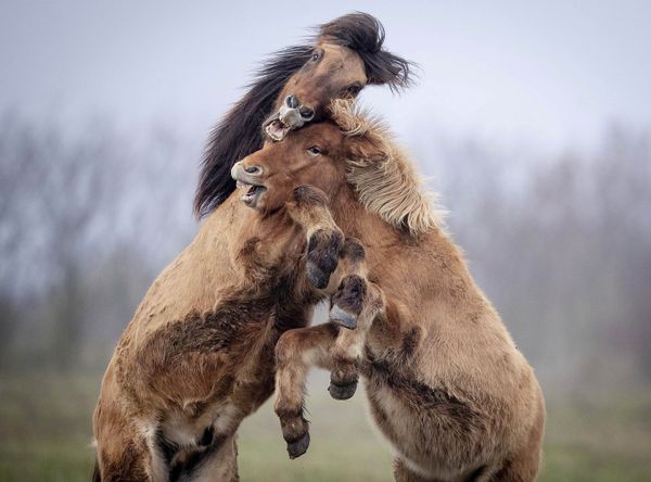 Two Icelandic stallions play in the paddock of a stud in Wehrheim near Frankfurt, Germany, Friday, 22 November 2019. Two Icelandic stallions play in the paddock of a stud in Wehrheim near Frankfurt, Germany, Friday, 22 November 2019. - Sputnik International