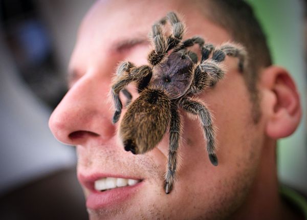 A Chilean rose tarantula (Grammostola rosea) rests on the face of a visitor at a giant spider and insect exhibition in Hanover, northern Germany, on 23 November 2019. A Chilean rose tarantula (Grammostola rosea) rests on the face of a visitor at a giant spider and insect exhibition in Hanover, northern Germany, on 23 November 2019. - Sputnik International