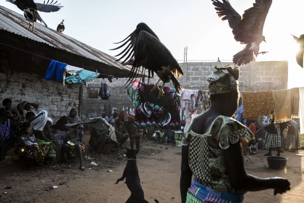 Hooded vultures are chased away by a dog as they look for scraps after a family slaughtered a cow at a funeral celebration in Bissau on 26 November 2019. Hooded vultures are chased away by a dog as they look for scraps after a family slaughtered a cow at a funeral celebration in Bissau on 26 November 2019. - Sputnik International