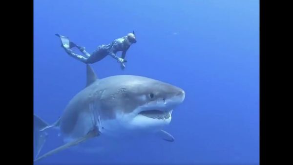 20ft Great White Shark - Sputnik International