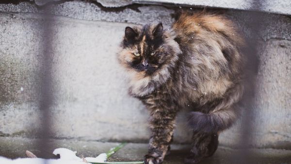 Cat - Sputnik International