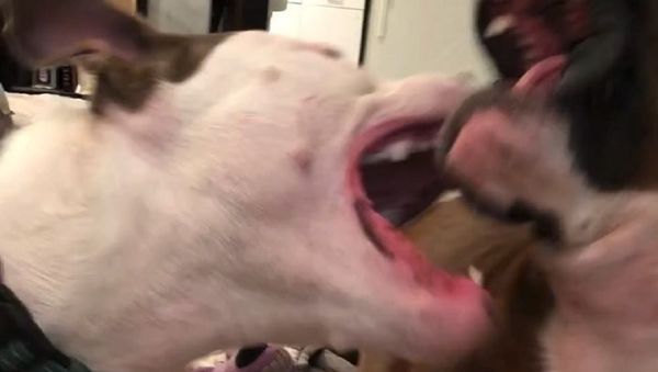 Dogs Dogs - Sputnik International