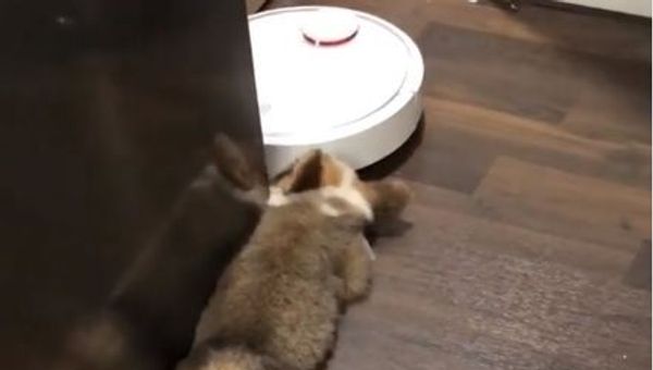 Baby corgi - Sputnik International