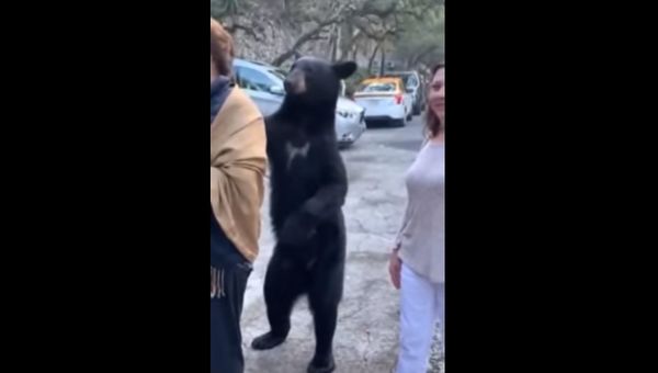 Bear - Sputnik International