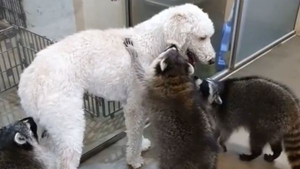 Dog and Raccoons - Sputnik International