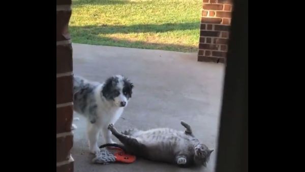 Cat and Dog - Sputnik International