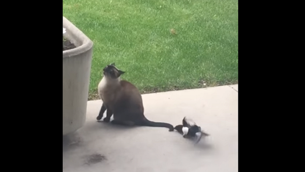 Cat and Magpie - Sputnik International