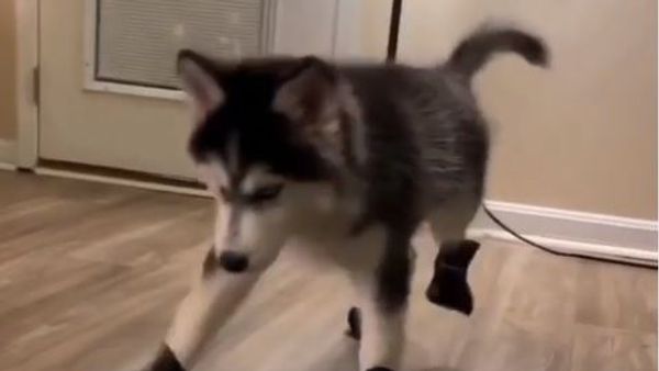 Husky in boots - Sputnik International
