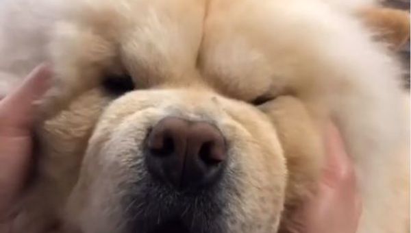 Chow-chow dog - Sputnik International