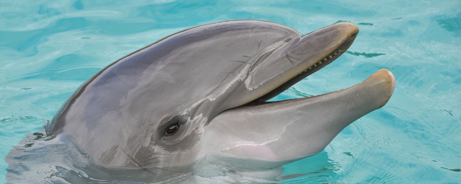 Dolphin  - Sputnik International, 1920, 30.07.2022