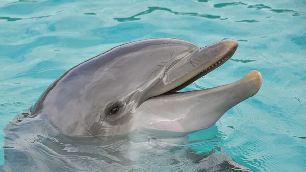 Dolphin  - Sputnik International