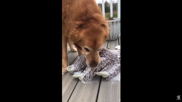 Golden Retriever Works Hard to Save Frozen Toy - Sputnik International