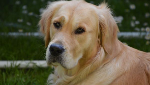 Golden retriever  - Sputnik International