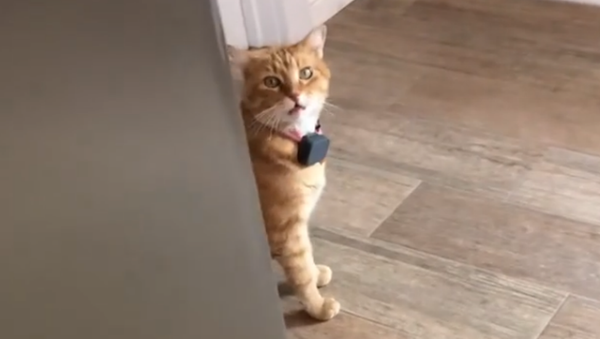 'Thick southern accent' cat, Gambino - Sputnik International