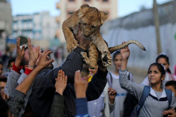 A Palestinian man carries a lion cub as he shows it to children in Rafah refugee camp in the southern Gaza Strip December 4, 2019. A Palestinian man carries a lion cub as he shows it to children in Rafah refugee camp in the southern Gaza Strip December 4, 2019. - Sputnik International