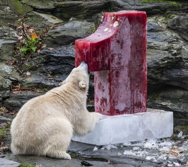 Female polar bear Hertha inspects an ice bomb filled with fish, fruit and vegetables she was given for her fist birthday on December 1, 2019 at the Tierpark zoo in Berlin. Female polar bear Hertha inspects an ice bomb filled with fish, fruit and vegetables she was given for her fist birthday on December 1, 2019 at the Tierpark zoo in Berlin. - Sputnik International