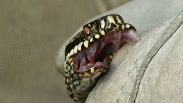 Snake - Sputnik International